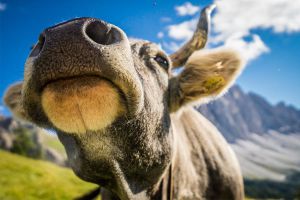 geisler-alm-sommer-09